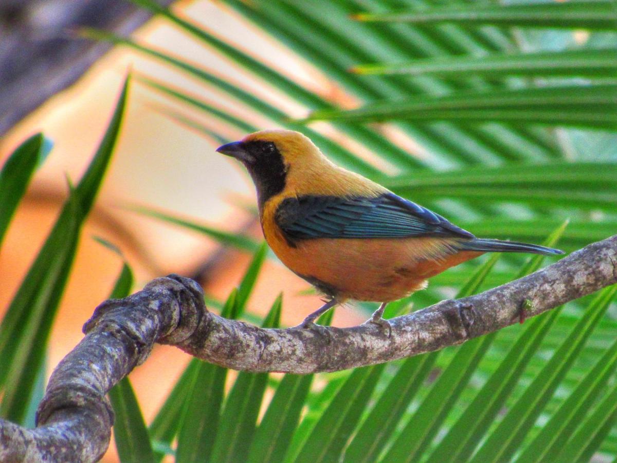 Pousada Anaue Cipo Serra do Cipo National Park Dış mekan fotoğraf
